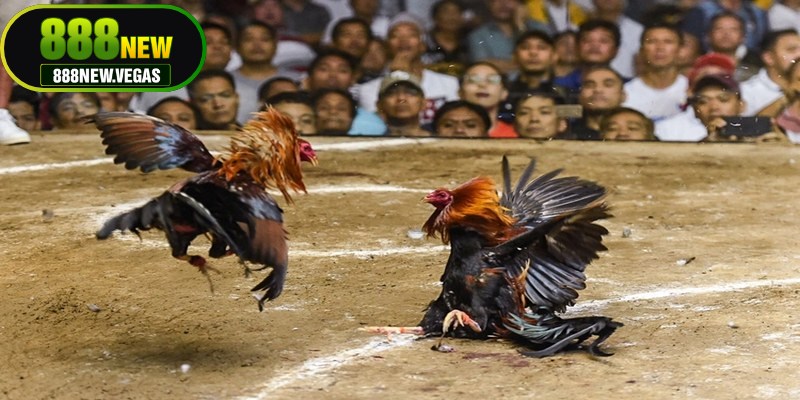 Đá gà 888NEW cam kết mang lại trải nghiệm sát thực tế nhất