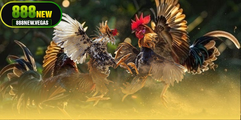 Luật đá gà miền Bắc là tập hợp quy tắc được người chơi và ban tổ chức áp dụng