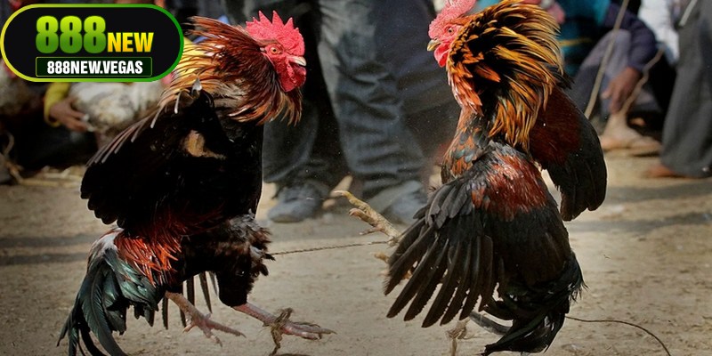 Các quy định cơ bản trong luật đá gà miền Bắc