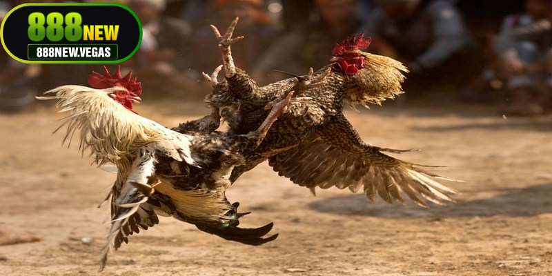 Lưu ý quan trọng khi áp dụng luật chơi đá gà miền Bắc