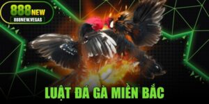 Luật Đá Gà Miền Bắc