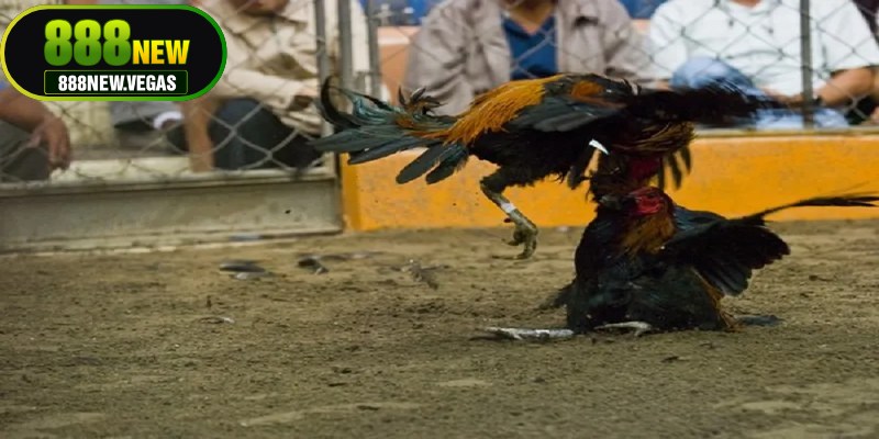 Điểm đặc biệt trong luật đá gà miền Nam là sự linh hoạt trong tổ chức trận đấu