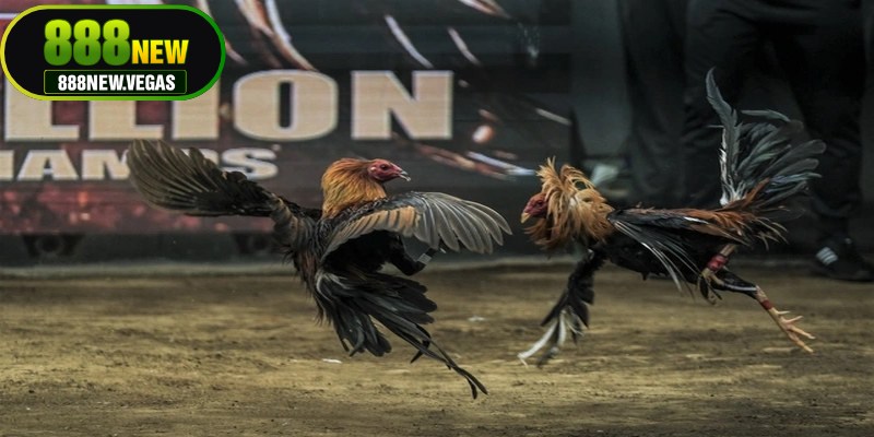 Lưu ý quan trọng khi áp dụng luật đá gà miền Nam