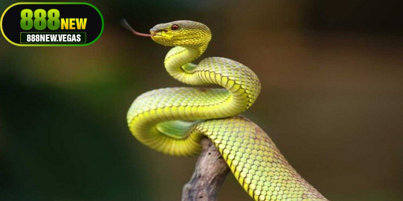 Mỗi giấc mơ thấy rắn sẽ xuất hiện dưới nhiều hình thái khác nhau