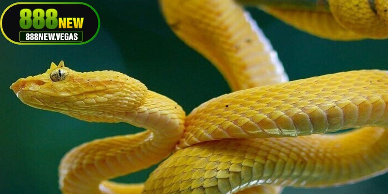 Giấc mơ nhìn thấy rắn không chỉ mang ý nghĩa tâm lý mà còn liên quan đến con số 