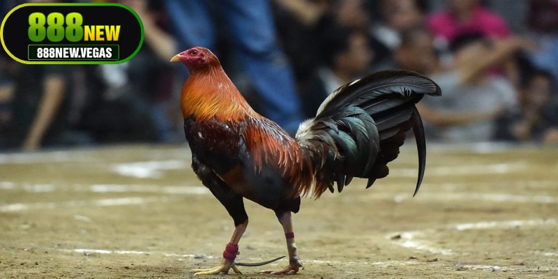 Đặc điểm chung của các giống gà đá cựa sắt hiếm gặp