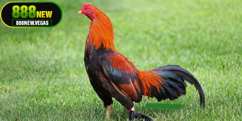 Điểm danh top 5 gà đá cựa sắt hiếm gặp đáng sở hữu nhất