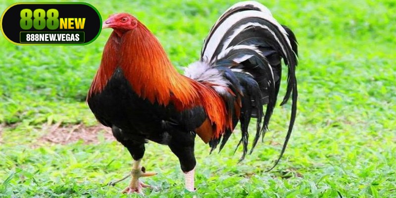 Lưu ý khi lựa chọn và nuôi dưỡng các giống gà đá hiếm