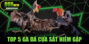 Top 5 Gà Đá Cựa Sắt Hiếm Gặp