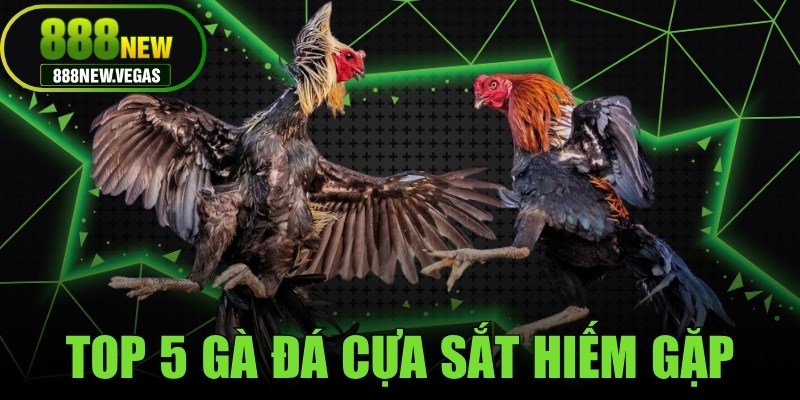 Top 5 Gà Đá Cựa Sắt Hiếm Gặp